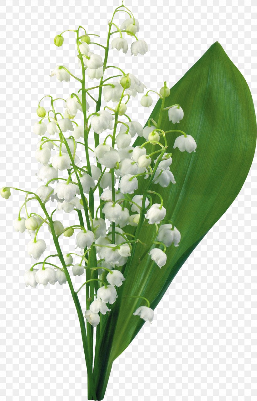 Lily Of The Valley May 1, PNG, 1412x2200px, Lily Of The Valley, Avatar, Blog, Cut Flowers, E Arrivi Tu Download Free