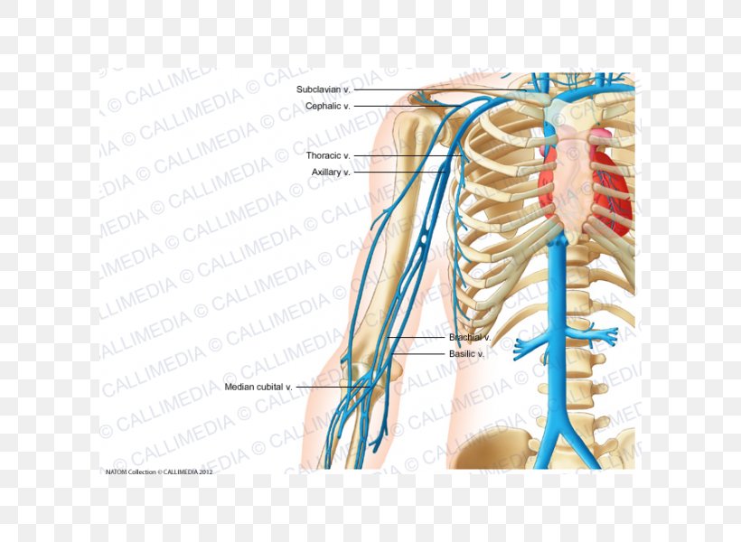 Vein Abdomen Circulatory System Artery Pelvis, PNG, 600x600px, Watercolor, Cartoon, Flower, Frame, Heart Download Free