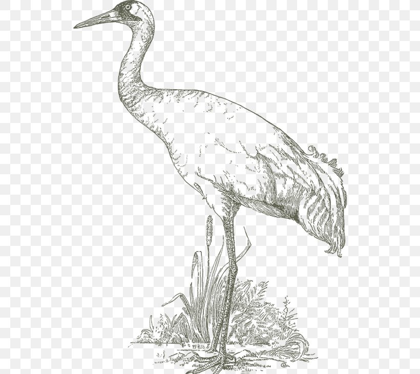 Crane Bird Reptile Heron Intaka Island, PNG, 534x730px, Crane, Beak, Bird, Black And White, Ciconiiformes Download Free