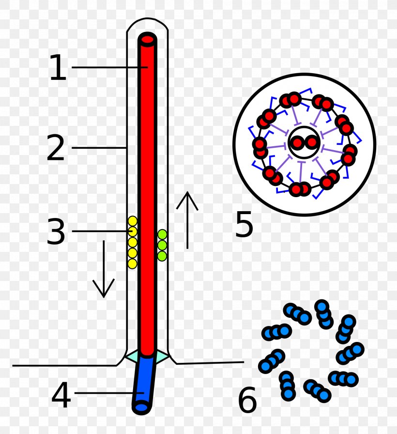 Flagellum Axoneme Eukaryote Basal Body Microtubule, PNG, 1920x2098px, Flagellum, Animal Locomotion, Area, Cell, Cell Membrane Download Free