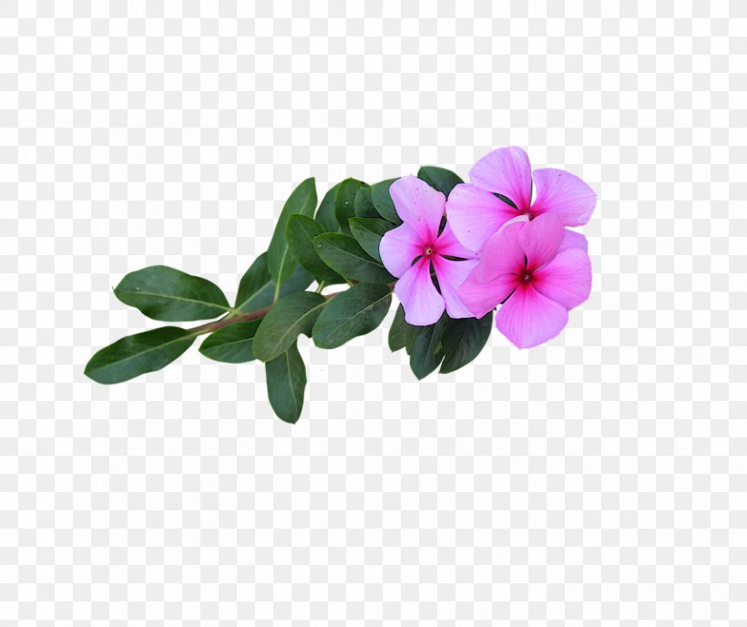 Flower Petal Desktop Wallpaper, PNG, 857x720px, Flower, Annual Plant, Child, Flowering Plant, Flowerpot Download Free