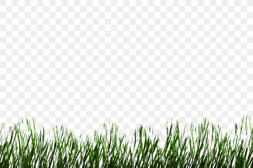 Plant 3D Rendering Grasses Lawn Meadow, PNG, 1095x730px, 3d Computer Graphics, 3d Rendering, Plant, Commodity, Deviantart Download Free