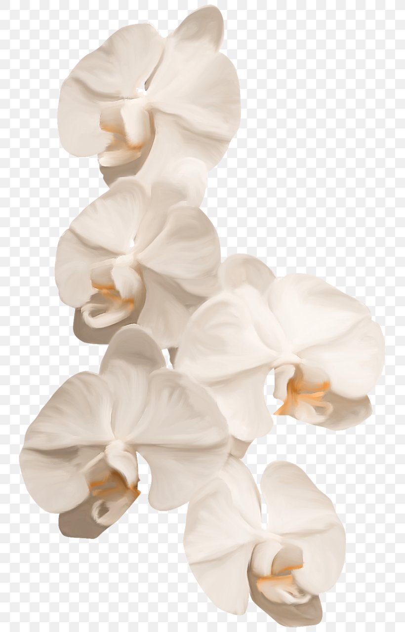 Reichenbachia: Orchids Illustrated And Described Flower Petal Clip Art, PNG, 761x1280px, Orchids, Cattleya Orchids, Cut Flowers, Dendrobium, Floral Design Download Free