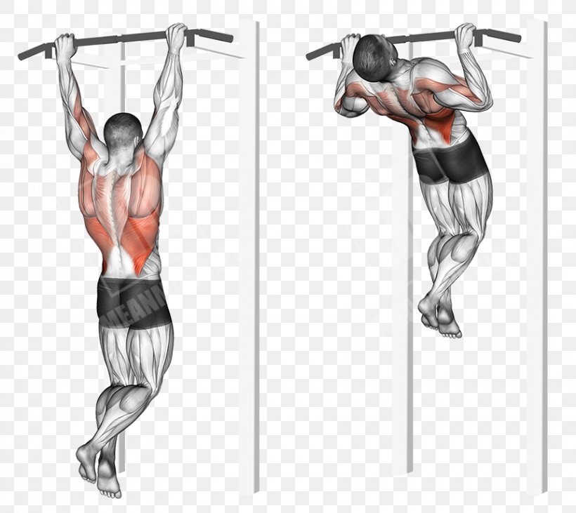 Shoulder Physical Fitness Hip Weight Training Knee, PNG, 861x768px, Shoulder, Abdomen, Arm, Back, Bodybuilding Download Free