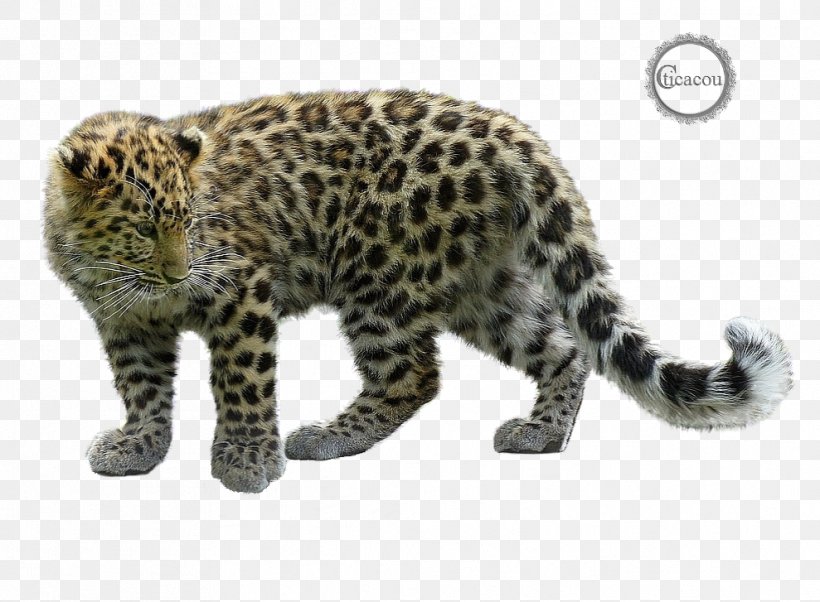 Snow Leopard Cheetah Paper High-definition Television, PNG, 989x727px, Leopard, Big Cats, Carnivoran, Cat Like Mammal, Cheetah Download Free