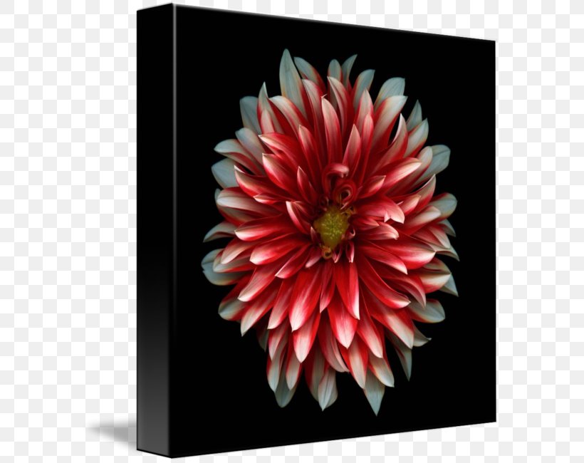 4K Resolution LG Electronics Ultra-high-definition Television OLED, PNG, 589x650px, 4k Resolution, Chrysanths, Dahlia, Daisy Family, Flower Download Free