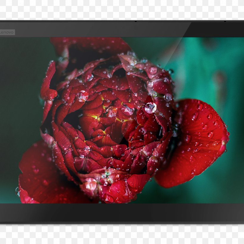 Flower Rose Desktop Wallpaper Petal, PNG, 1104x1104px, Flower, Close Up, Closeup, Flower Bouquet, Flowering Plant Download Free