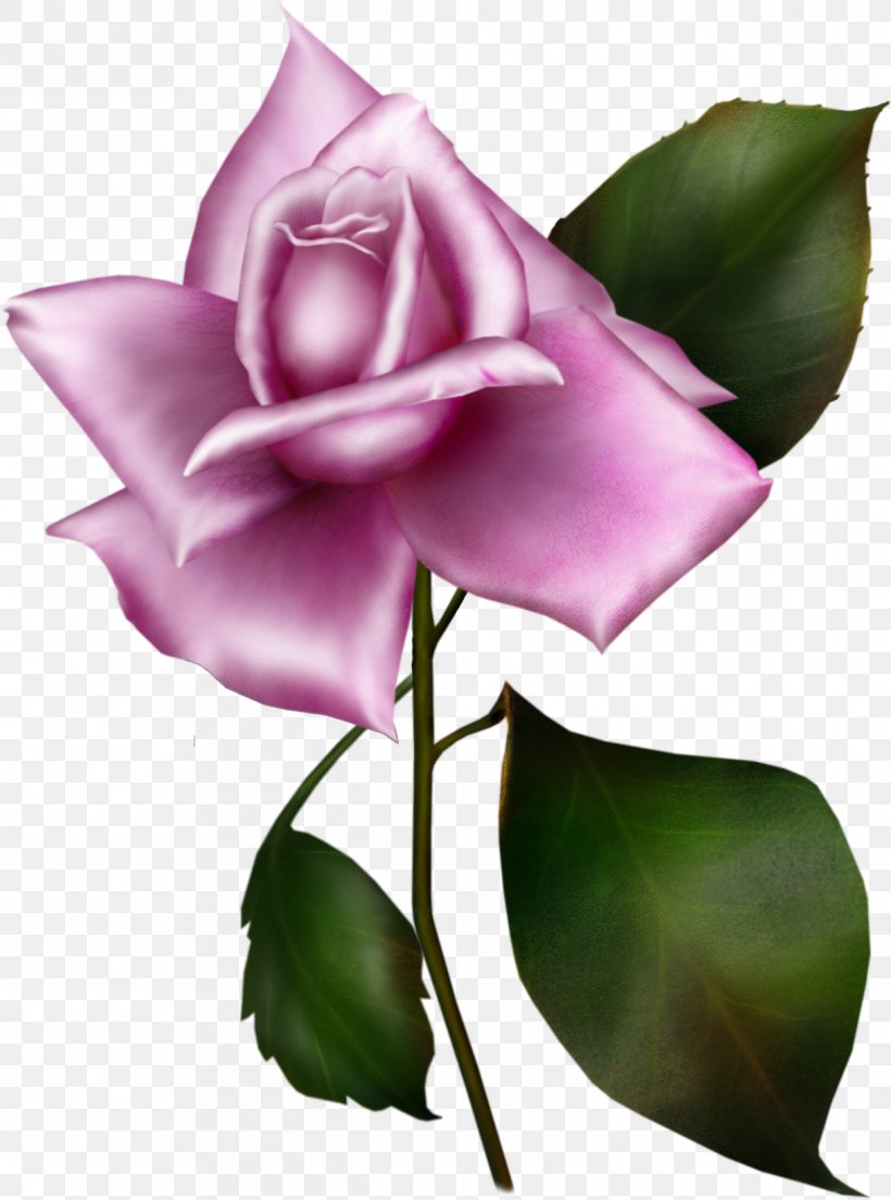 Garden Roses Rosa Gallica Lilac Flower Blue Rose, PNG, 1216x1638px, Garden Roses, Blue Rose, Bud, Cut Flowers, Flora Download Free
