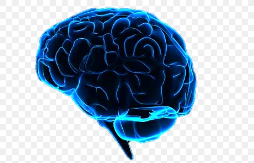 Human Brain Neuroimaging Artificial Intelligence Brain–computer Interface, PNG, 600x527px, Watercolor, Cartoon, Flower, Frame, Heart Download Free