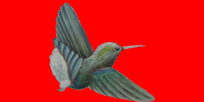 Hummingbird M Fauna Wing Beak, PNG, 1000x500px, Hummingbird, Beak, Bird, Fauna, Feather Download Free