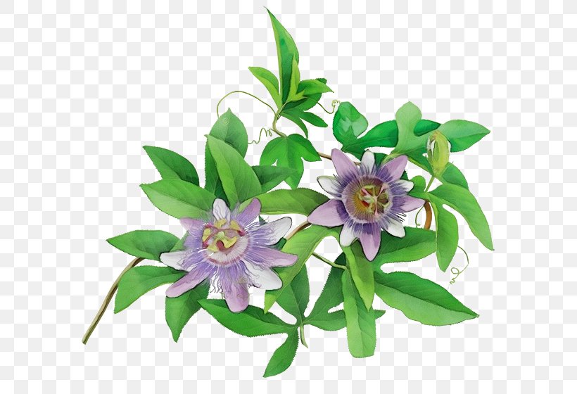 Purple Watercolor Flower, PNG, 600x560px, Watercolor, Bouquet, Edelweiss, Flower, Gentian Family Download Free