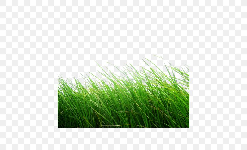 Display Resolution Clip Art, PNG, 600x500px, Display Resolution, Alpha Compositing, Editing, Grass, Grass Family Download Free