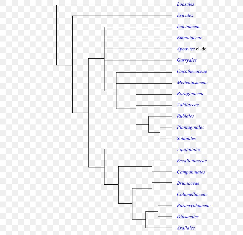Flowering Plant The Phylogeny Of Angiosperms Amborella Phylogenetics Synapomorphy, PNG, 600x793px, Flowering Plant, Amborella, Area, Asteridae, Clade Download Free