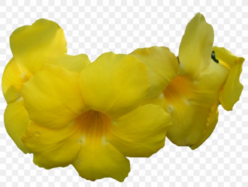 Petal, PNG, 1339x1009px, Petal, Flower, Flowering Plant, Yellow Download Free