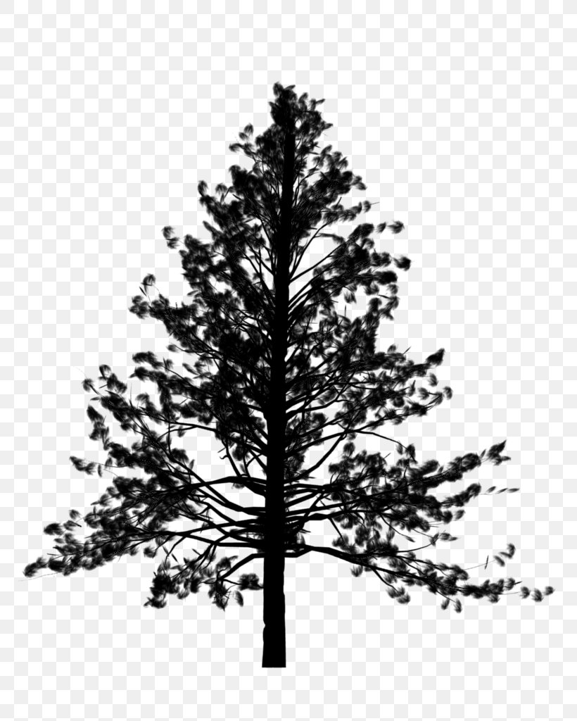 Spruce Tree Vector Graphics Fir, PNG, 768x1024px, Spruce, American Larch, Balsam Fir, Bigtree, Blackandwhite Download Free