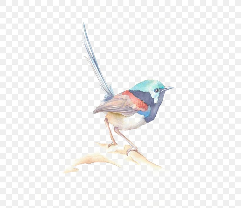 Bird Watercolor Painting Drawing Sparrow, PNG, 564x707px, Bird, Art, Artist, Beak, Bluebird Download Free