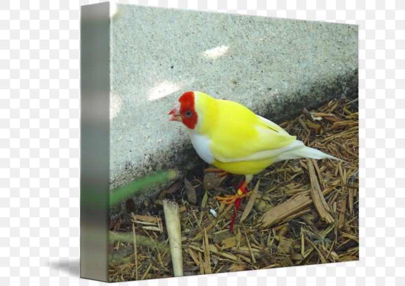 Finches Beak Gouldian Finch, PNG, 650x579px, Finches, Beak, Bird, Fauna, Finch Download Free