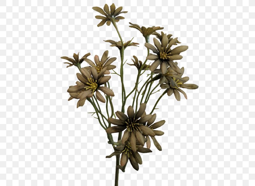Sea Aster Flower Plant Stem Transvaal Daisy Daisy Family, PNG, 800x600px, Sea Aster, Anemone, Artificial Flower, Aster, Branch Download Free