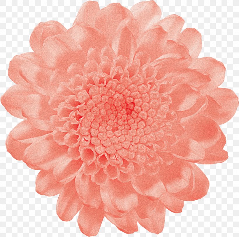Vase Life Cut Flowers Carnation Pink, PNG, 910x903px, Vase Life, Carnation, Chrysanthemum, Chrysanths, Color Download Free