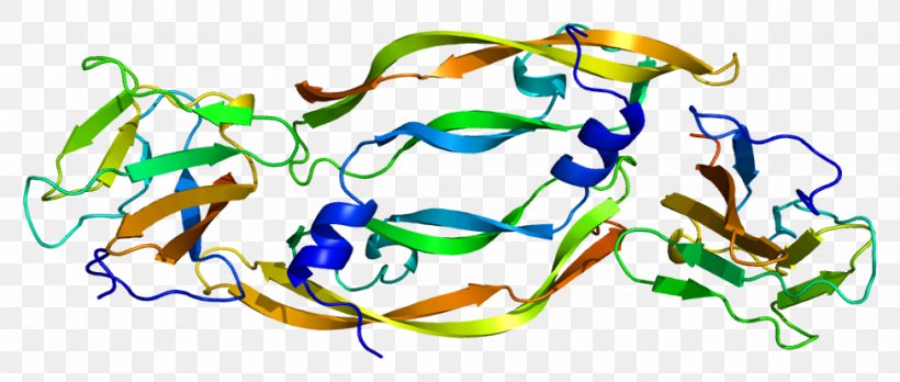 VEGF Receptor Vascular Endothelial Growth Factor VEGFR1 Kinase Insert Domain Receptor Soluble Fms-like Tyrosine Kinase-1, PNG, 974x414px, Vegf Receptor, Angiogenesis, Art, Artwork, Endothelium Download Free
