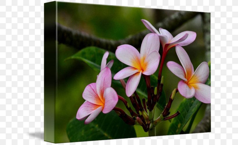 Wildflower Flora Petal Plant, PNG, 650x500px, Flower, Family, Flora, Flowering Plant, Petal Download Free