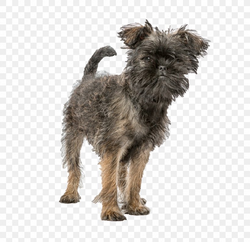 Affenpinscher Puppy Miniature Pinscher Dog Breed Chihuahua, PNG, 900x871px, Affenpinscher, Belge, Breed, Cairn Terrier, Canidae Download Free