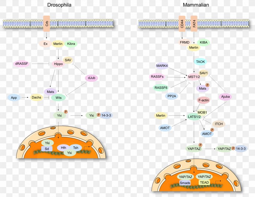 Hippo Signaling Pathway LATS1 MST1 Hippopotamus Kinase, PNG, 2921x2254px, Hippo Signaling Pathway, Animal, Area, Biological Pathway, Cell Download Free