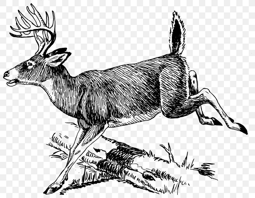 White-tailed Deer Antler Clip Art, PNG, 800x636px, Whitetailed Deer, Antelope, Antler, Art, Black And White Download Free