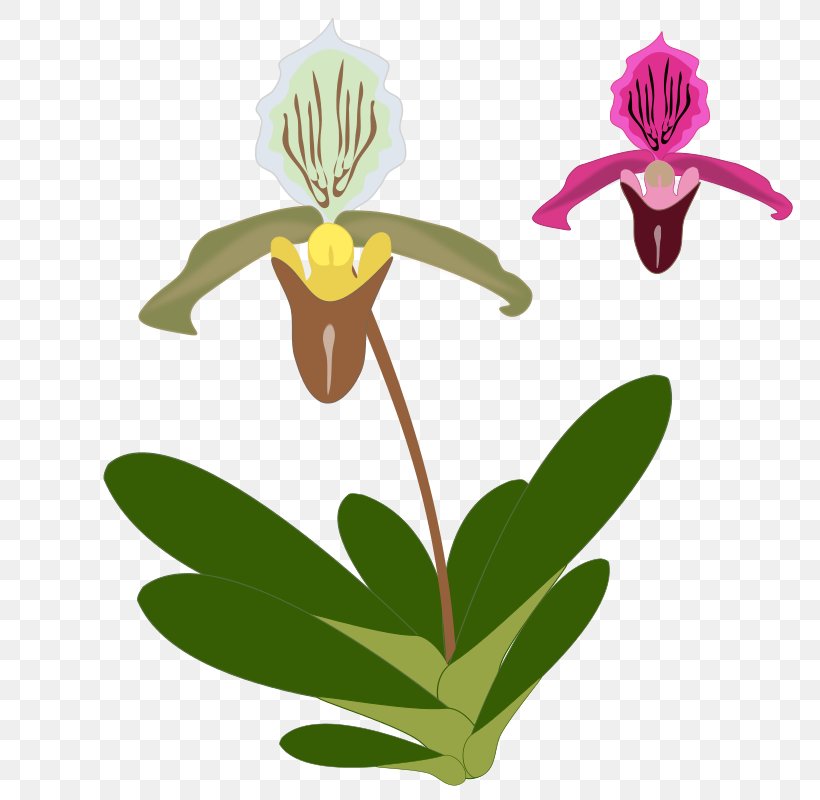 T-shirt Orchids Free Content Clip Art, PNG, 800x800px, Tshirt, Cattleya, Cattleya Orchids, Flora, Flower Download Free