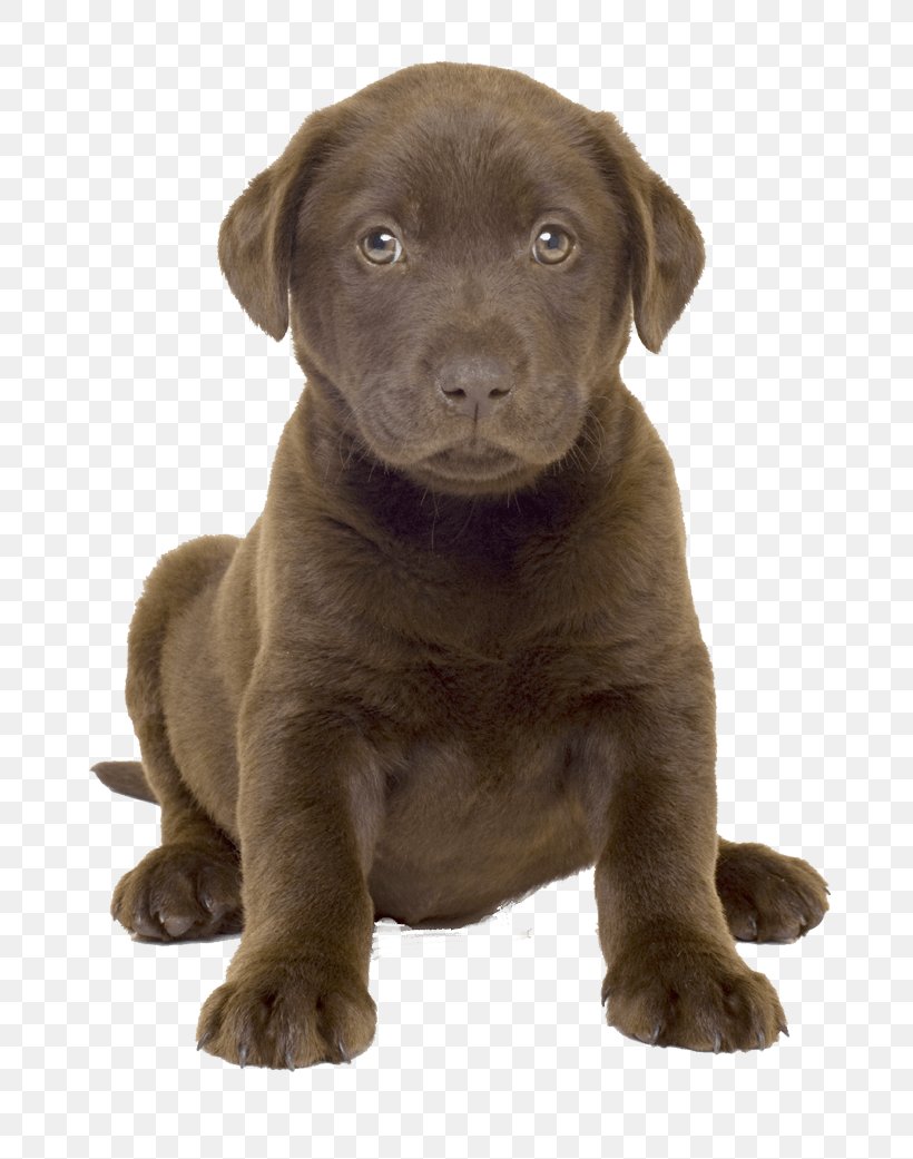 American Pit Bull Terrier Labrador Retriever Dog Breed Breed-specific Legislation, PNG, 741x1041px, Labrador Retriever, Animal, Borador, Carnivoran, Chocolate Download Free