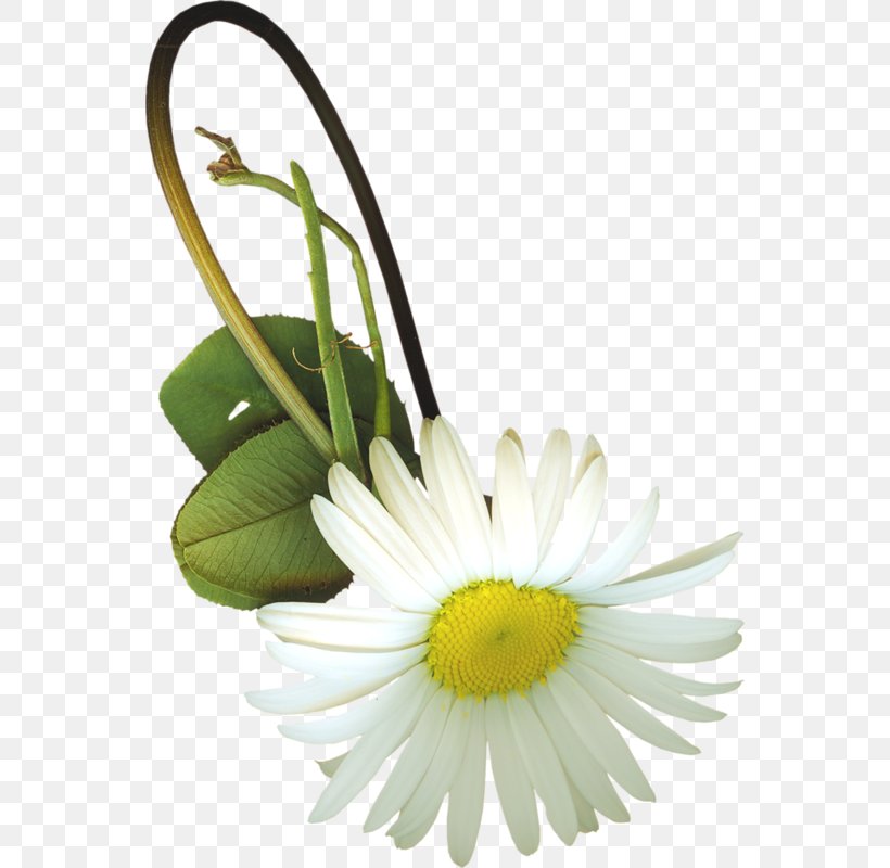 Common Daisy Chrysanthemum Indicum Flower, PNG, 552x800px, Common Daisy, Alternative Medicine, Blossom, Chamaemelum Nobile, Chrysanthemum Download Free