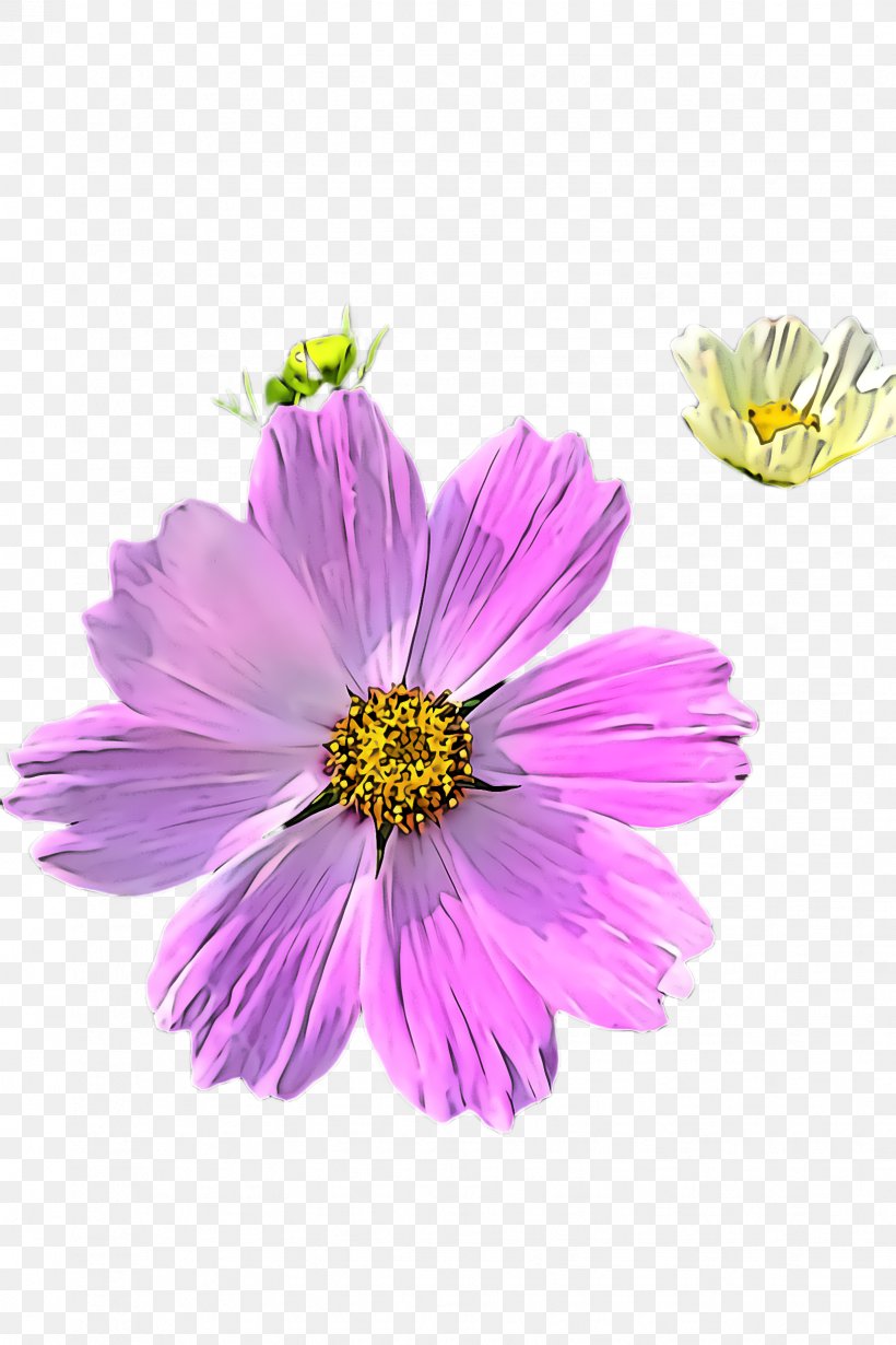 Flower Petal Plant Violet Purple, PNG, 1632x2448px, Flower, Cosmos, Daisy Family, Garden Cosmos, Petal Download Free