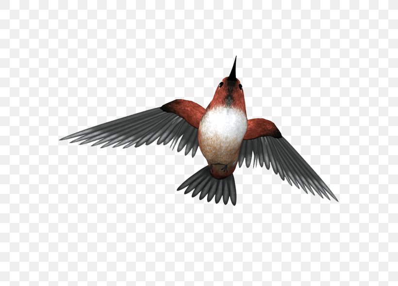 Hummingbird Ink, PNG, 600x590px, Bird, Beak, Button, Creative Work, Data Compression Download Free