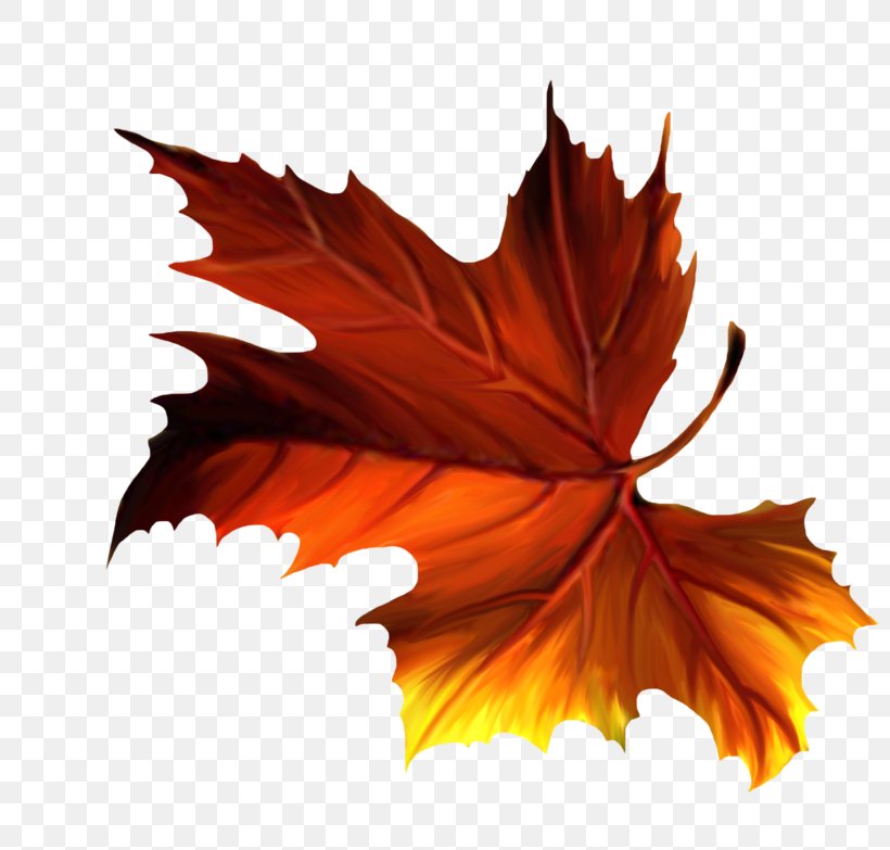 Maple Leaf, PNG, 800x783px, Maple Leaf, Autumn, Leaf, Maple, Orange Download Free