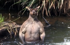 Kangaroo - Margaret River Boodjidup Road Dog Kangaroo Muscle PNG