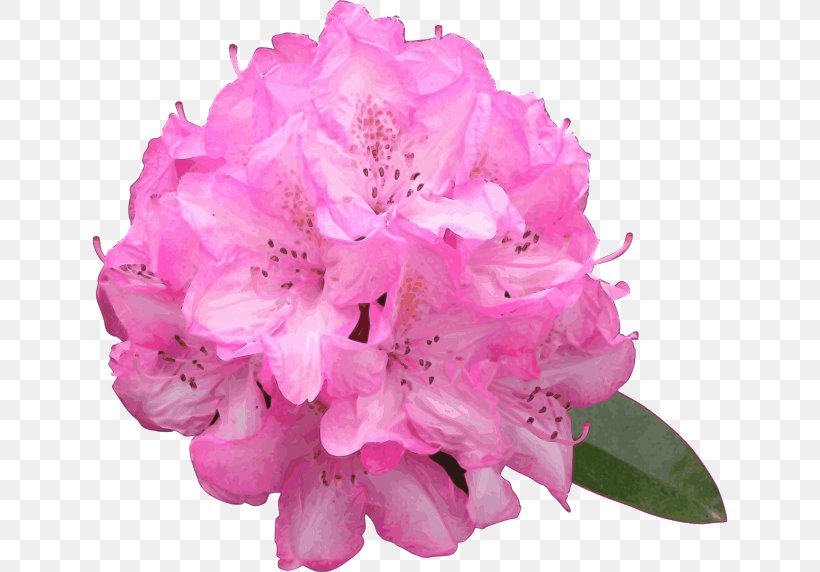 Rhododendron Macrophyllum Flower Azalea Clip Art, PNG, 636x572px, Rhododendron Macrophyllum, Azalea, Cut Flowers, Ericales, Flower Download Free