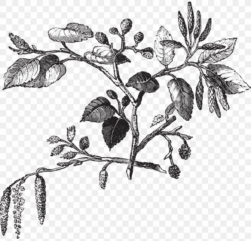 Drawing Rosa Dos Ventos Ceramics And Porcelain, PNG, 1080x1037px, Drawing, Alder, Alnus Glutinosa, Black And White, Branch Download Free