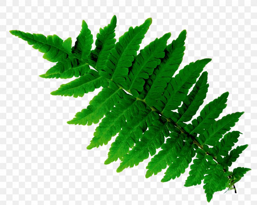 Green Herb Clip Art, PNG, 2670x2130px, Green, Condiment, Fern, Herb, Leaf Download Free