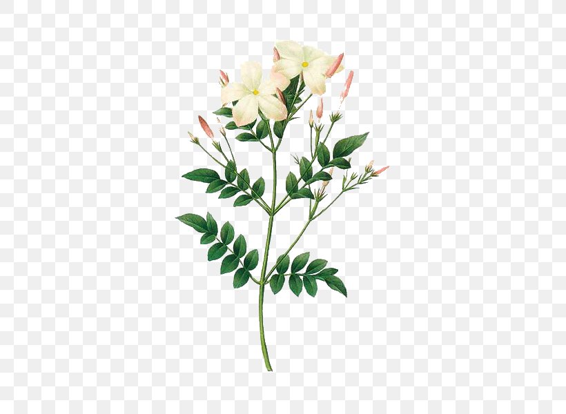 Jasminum Grandiflorum Jasminum Officinale Jasminum Polyanthum Jasminum Auriculatum Botany, PNG, 600x600px, Jasminum Grandiflorum, Arabian Jasmine, Botanical Illustration, Botany, Branch Download Free