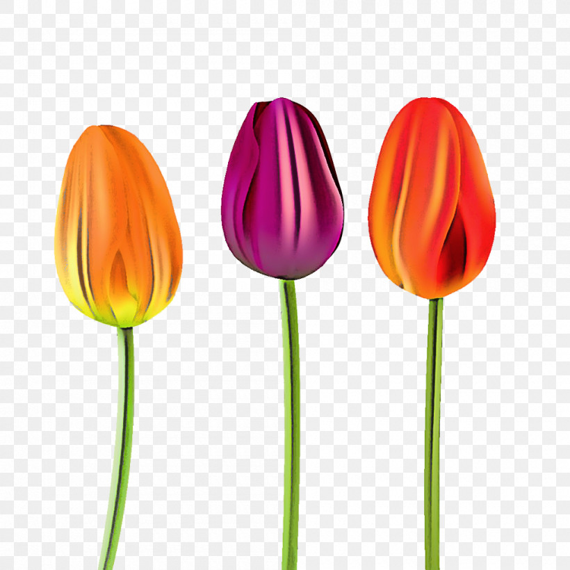 Orange, PNG, 1000x1000px, Tulip, Bud, Cut Flowers, Flower, Lily Family Download Free