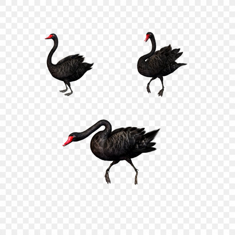 Black Swan Bird Clip Art, PNG, 1000x1000px, Black Swan, Beak, Bird, Cygnini, Display Resolution Download Free