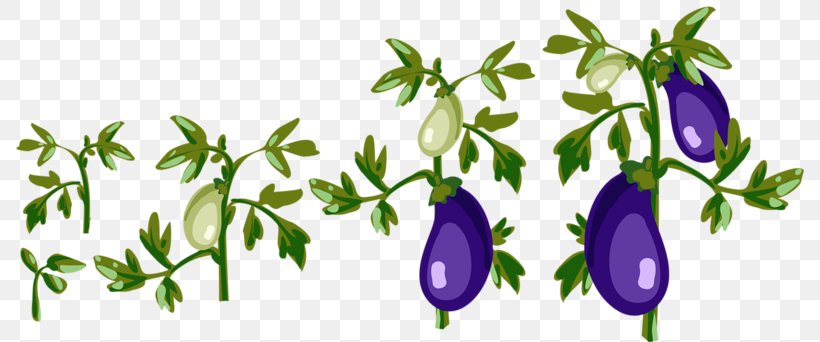 Vegetable Eggplant Illustration, PNG, 800x342px, Vegetable, Auglis, Eggplant, Flora, Floral Design Download Free