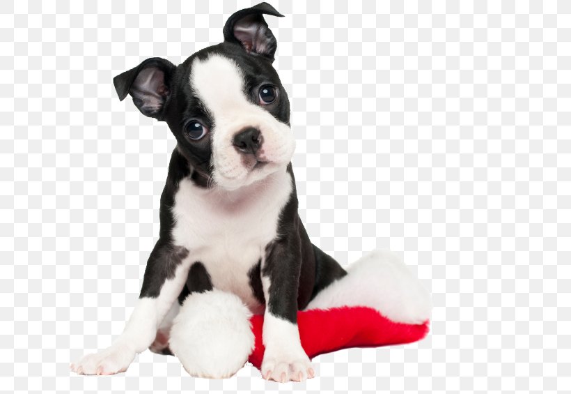 Boston Terrier Puppy American Pit Bull Terrier Jack Russell Terrier, PNG, 662x565px, Boston Terrier, American Pit Bull Terrier, Animal, Australian Terrier, Bull Terrier Download Free