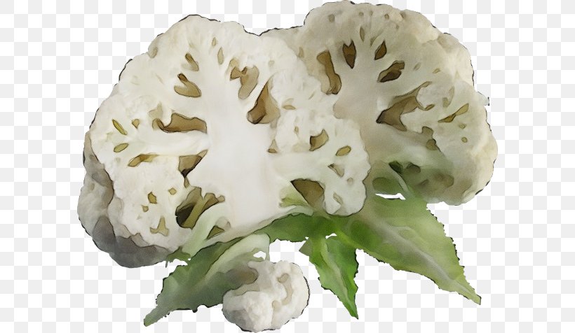 Cauliflower, PNG, 600x476px, Watercolor, Cauliflower, Cruciferous Vegetables, Flower, Paint Download Free