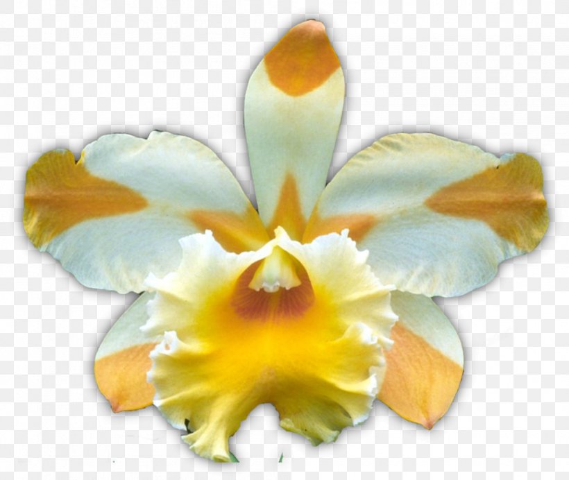 Dancing-lady Orchid Yellow Moth Orchids Flower Boat Orchid, PNG, 1003x847px, Dancinglady Orchid, American Orchid Society, Boat Orchid, Brown, Cattleya Download Free