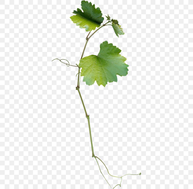 Grape Leaves Leaf Grapevines, PNG, 381x800px, Grape Leaves, Branch, Cartoon, Grape, Grapevine Family Download Free