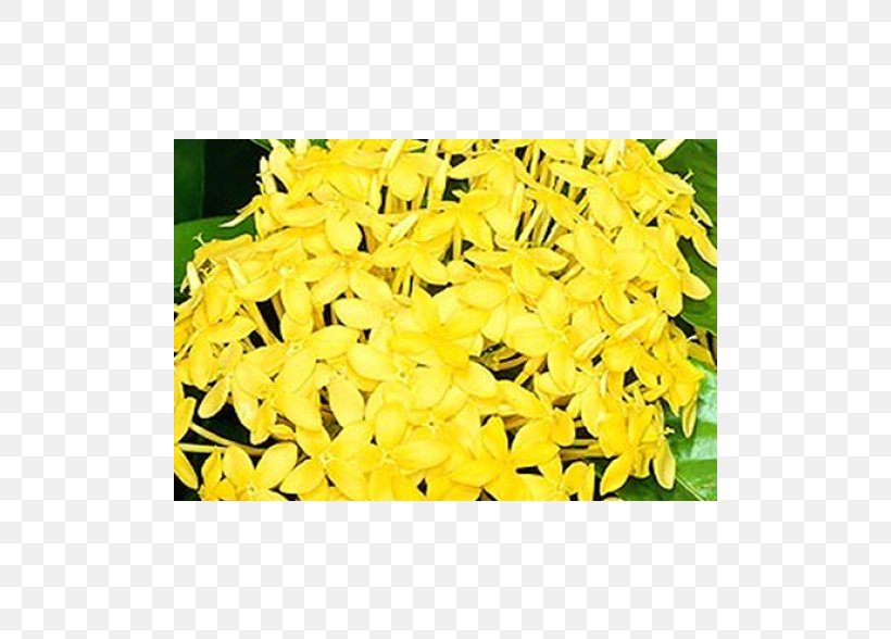 Areca Palm Flower Yellow Chinese Ixora Suriname, PNG, 500x588px, Areca Palm, Arecaceae, Chinese Ixora, Color, Condolences Download Free