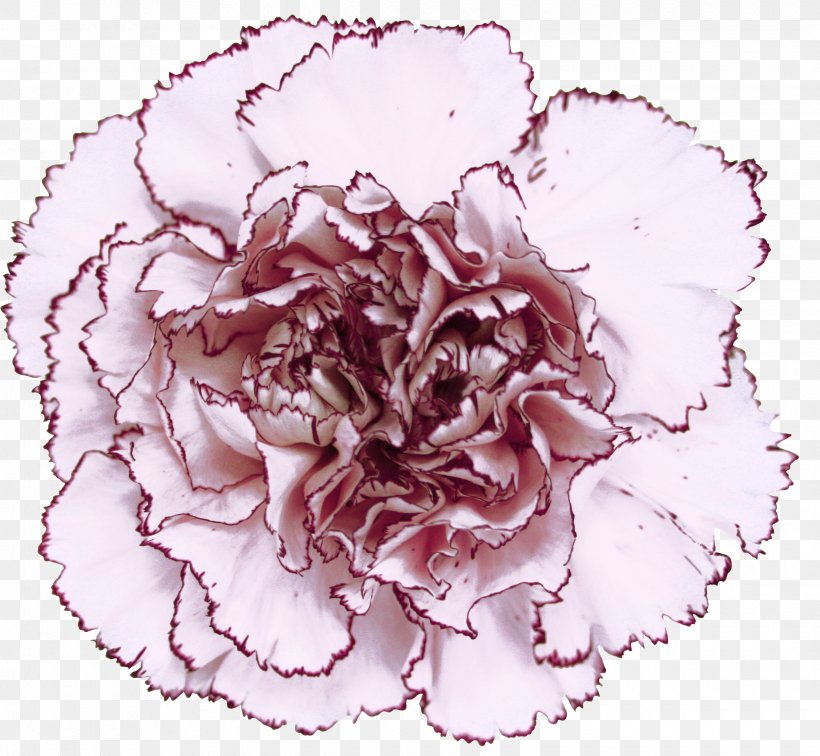 Carnation Centifolia Roses Birth Flower Mariposa, PNG, 2440x2250px, Carnation, Birth Flower, Centifolia Roses, Color, Cut Flowers Download Free