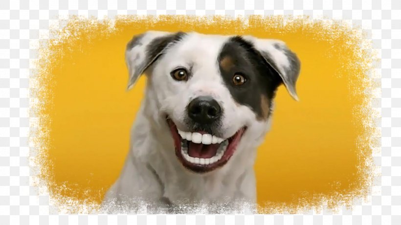 Dog Dentures Dentist Gums Advertising, PNG, 1100x618px, Dog, Advertising, Carnivoran, Companion Dog, Dental Calculus Download Free