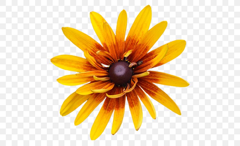 Flower Image File Formats, PNG, 500x500px, Flower, Arts, Close Up, Daisy, Daisy Family Download Free